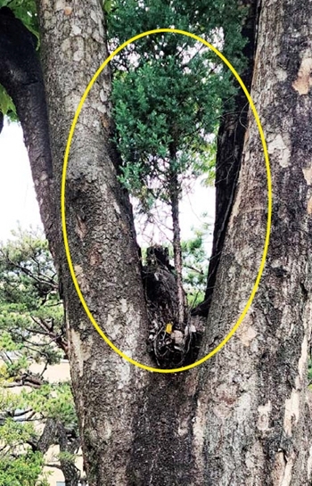충북도의회가 위치한 신관과 충북도청 본관 건물 사이 주차장 옆 느티나무 2m 높이 가지 사이에 90cm 가량의 노간주나무(원안)가 자라고 있다.