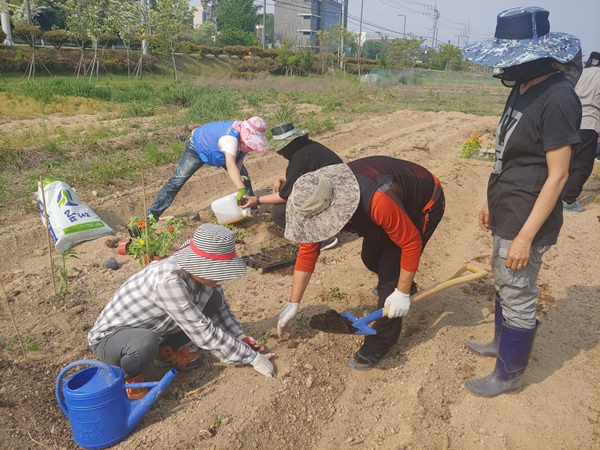 예비 귀농귀촌인들이 홍성군이 운영하는 '농촌에서 살아보기' 프로그램에 참여해 영농체험을 하고 잇다. /홍성군 제공